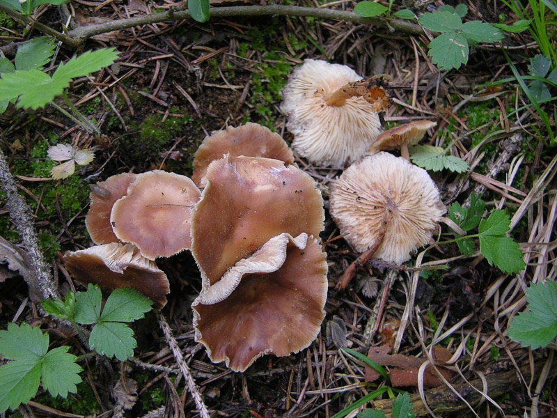 Gymnopus acervatus (Fr.) Murrill